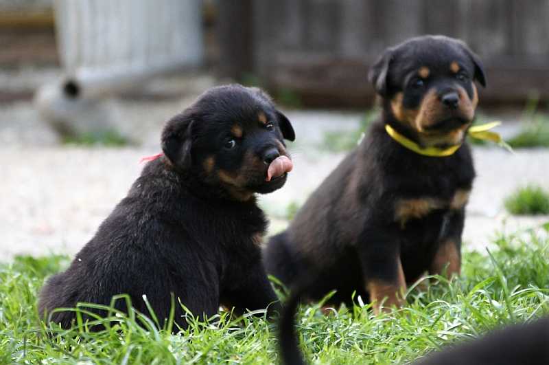 Maui und Minka
